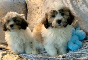 shichon puppies for sale (587) 779-6996 email us at info@bestpuppiesforhomes.org Image eClassifieds4u