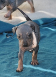 Stunning American Hairless Terrier Puppies text (587) 779-6996 Image eClassifieds4u