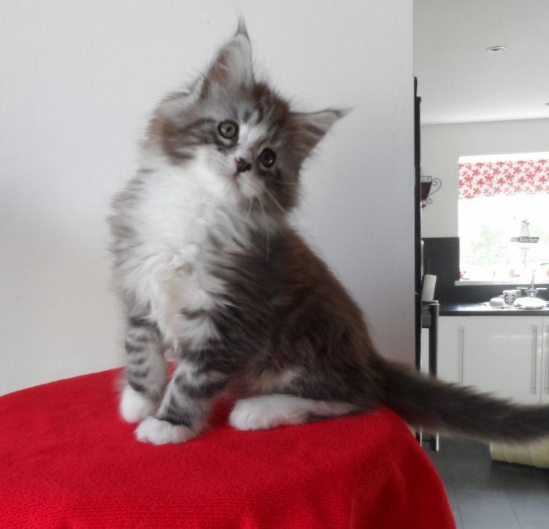 Cute Maine Coon kittens for adoption to good loving homes. Image eClassifieds4u