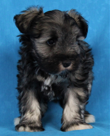 Cute Miniature Schnauzer puppies for adoption Image eClassifieds4u