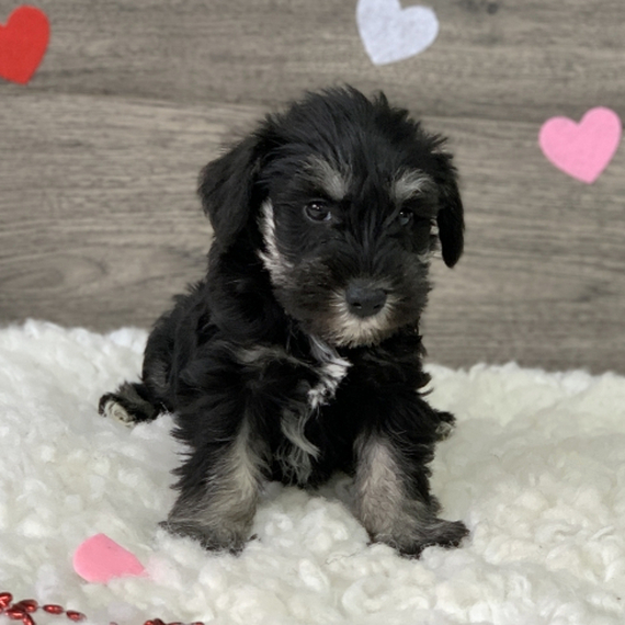 Cute Miniature Schnauzer puppies for adoption Image eClassifieds4u