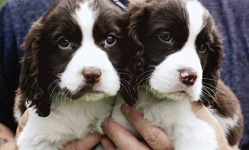 English Springer Spaniel Image eClassifieds4u