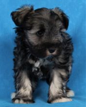 Cute Miniature Schnauzer puppies for adoption