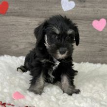 Cute Miniature Schnauzer puppies for adoption