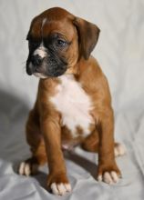 These Boxer puppies are ready to go to a new home.