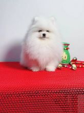 A Loving Pomeranian puppies For Adoption