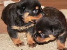 Beautiful Rottweiler Puppies for Adoption