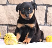 cdgbf Quality Rottweilers Pups