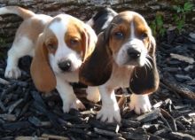 cdvfb cdv Basset Hound