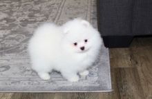 CUTE MALE AND FEMALE POMERANIAN FREE ADOPTION