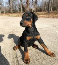 Female Doberman Pinscher