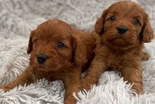 Health Tested Cavapoo puppies