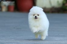 Tiny Cute Akc Pomeranian Puppy for the Best Offer