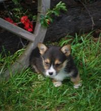 Very Lovely Pembroke Welsh Corgi puppies