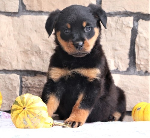 cdgbf Quality Rottweilers Pups Image eClassifieds4u