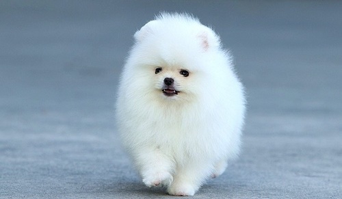 female Pomeranian puppy for adoption Image eClassifieds4u