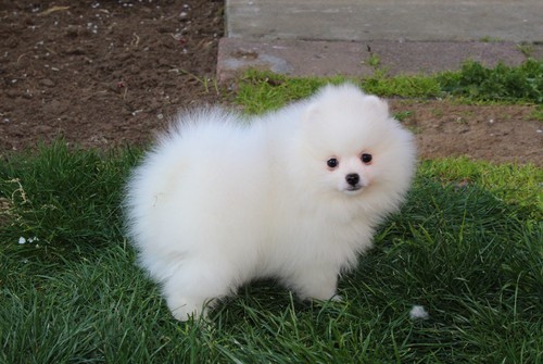 Healthy white pomeranian puppies for you Image eClassifieds4u