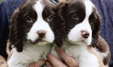 English Springer Spaniel Image eClassifieds4U
