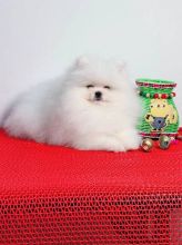 Adorable Pomeranian Puppies Image eClassifieds4U