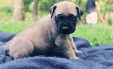 cdg Millie is a beautiful fawn English Mastiff. Image eClassifieds4U