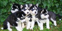cdvfb Siberian Husky Puppies Image eClassifieds4u 1