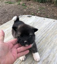 cgfr 2 males and 3 females available Akita Image eClassifieds4U