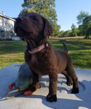 Chesapeake Bay Retriever Image eClassifieds4U