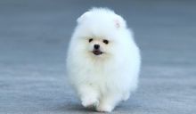 female Pomeranian puppy for adoption Image eClassifieds4U