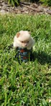 TWO.BEAUTIFUL CHARMING POMERANIAN PUPPIES READY FOR SALE ALL GOING FAST Image eClassifieds4U