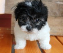 waitlist is filling Havanese Image eClassifieds4U