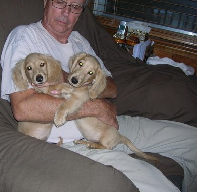 Miniature Dachshund Image eClassifieds4u