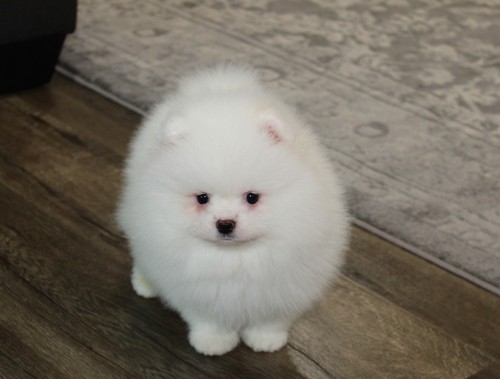 Quality Pomeranian puppies looking for a good home. Image eClassifieds4u
