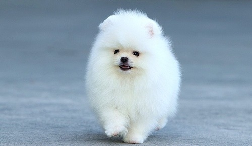 Stunning quality Pomeranian Puppies, Image eClassifieds4u