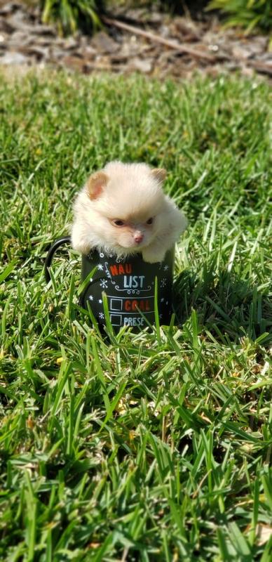 TWO.BEAUTIFUL CHARMING POMERANIAN PUPPIES READY FOR SALE ALL GOING FAST Image eClassifieds4u