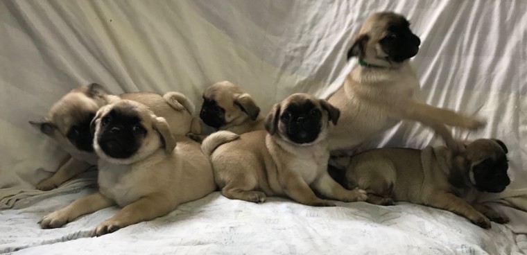 Pug Fawn Pup For Sale For Sale Text Us ‪(908) 516-8653‬ Image eClassifieds4u