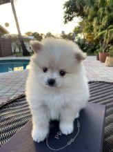13 weeks AKC registered male and female pomeranian puppies available.