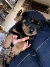 Chunky Pedigree Male Rottweiler For Sale Text us at ‪(908) 516-8653‬