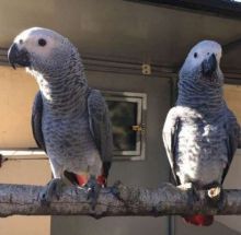 ffgjnhkhk African grey parrots for sale