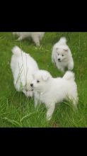 Friendliest Samoyed Puppys Text us ‪(908) 516-8653‬