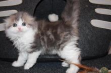 Gorgeous male and female scottish fold kittens