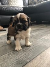Lhasa Apsos Puppies For Sale Text us ‪(908) 516-8653‬