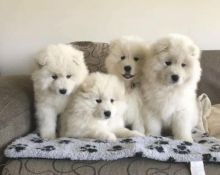 Lovely Samoyed For Sale Text us at ‪(908) 516-8653‬