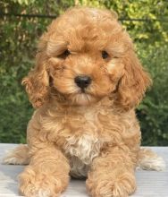 Male and female Cavapoo puppies for pet lovers.