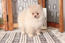 Male And Female Pomeranian Puppies Available >>>
