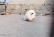 Male And Female Pomeranian Puppies For Adoptions