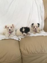 Pedigree Papillon Puppies Text us at ‪(908) 516-8653‬