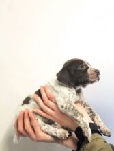 Stunning German Shorthaired Pointers Puppies Text us at ‪(908) 516-8653‬