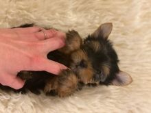 We have 4 girl and 1 boy Yorkshire Terrier Puppies Text us at ‪(908) 516-8653‬