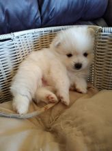 White Teacup Pomeranian Puppies