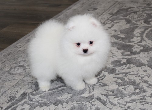 14 week old male and female pomeranian puppy. Image eClassifieds4u